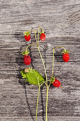 포토 JPG 해외이미지 계절 음식 백그라운드 컨셉 잎 재료 딸기 사람없음 목재 빨간색 초록색 여름 회색 시골 달콤 널 6월 다발 베리 건강식 7월 구식 숙성 옛날 정물화 해외202004 해외포토 나무 식물 컬러 과일 날짜 맛 그림 파일형식 이미지허브