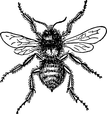 EPS 해외이미지 선 일러스트 미술 검은색 수확 흰색 그림 판화 호박벌 회원 해외202004 해외일러스트 컬러 농업 문화예술 벌_곤충 파일형식 벡터 이미지허브