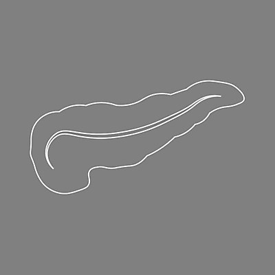 EPS 해외이미지 모델 디자인 포스터 과학 신체 일러스트 해부 건강 미술 사람 내부 그래픽 약 흰색 오르간 질병 만화 심볼 그림 생물학 시스템 방광 췌장 고립 당뇨병 돌봄 복근 엘리먼트 포도당 해외202004 해외일러스트 교육 컬러 의학 모션 근육 문화예술 장기_의학 건반악기 비뇨기관 파일형식 벡터 이미지허브