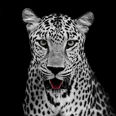 포토 JPG 해외이미지 동물 응시 공원 얼굴 야생동물 포유류 아프리카 자연 친절 수염 털 사람없음 야외 노란색 환경 검은색 고양이 분노 점 황무지 닫기 치아 위험 큼 모피 사파리 속도 육식동물 사냥꾼 표범 힘찬 해외202004 해외포토 직업 시선 공공시설 감정 나라 컬러 컨셉 모션 신체부위 반려동물 소화기관 크기 생태계 파일형식 이미지허브