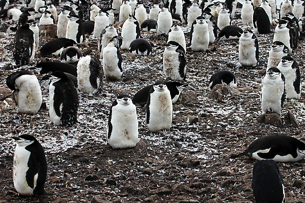 포토 JPG 해외이미지 동물 야생동물 바다 여행 겨울 자연 조류 풍경 사람없음 물 달리기 얼음 검은색 흐름 추위 남극 북극 사파리 펭귄 부리 봉 빙산 북쪽 남쪽 식민지 해외202004 해외포토 자연요소 계절 컬러 컨셉 모션 극지방 방향 생태계 파일형식 이미지허브