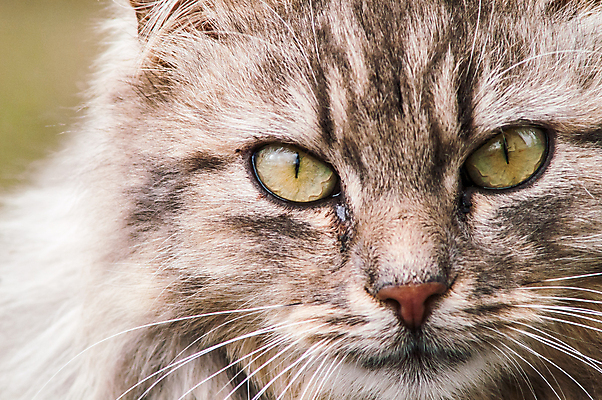 포토 JPG 해외이미지 동물 캐릭터 1 학생 응시 얼굴 백그라운드 포유류 자연 수염 털 종류 사람없음 야외 목재 반려동물 농장 갈색 노란색 머리 고양이 줄무늬 회색 닫기 모피 호기심 코 부드러움 얼룩무늬 솜털 주둥이 양모 경보 시베리아 심각 주목 해외202004 해외포토 나무 시선 감정 컬러 컨셉 무늬 농업 재료 모션 신체부위 직물 감각 생태계 파일형식 이미지허브