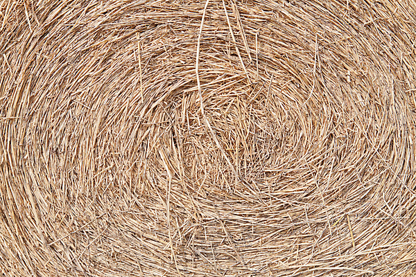 포토 JPG 해외이미지 식물 동물 음식 줄기 백그라운드 농업 침구 태국 자연 밥 건조 사람없음 여름 농작물 농장 농경지 노란색 쌓기 가축 수확 가을 흰색 시골 황금 건초더미 볏짚 농부 상품 먹이 시리얼 밀 보리 밀짚 내추럴 고립 밭일 호밀 해외202004 해외포토 직업 계절 산업 아시아 컬러 모션 곡류 건초 짚 생태계 파일형식 더미 이미지허브