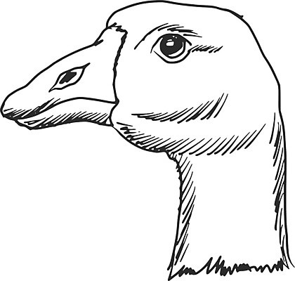 EPS 해외이미지 동물 한마리 일러스트 조류 서기 머리 가축 회색 만화 스케치 흰배경 손그림 거위 물새 고립 해외202004 해외일러스트 1 컬러 백그라운드 모션 미술 신체부위 흰색 파일형식 벡터 이미지허브