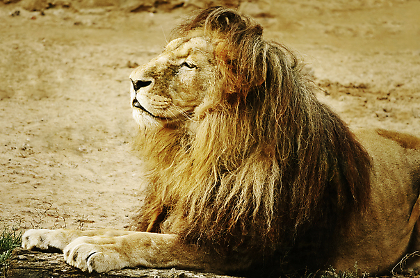 포토 JPG 해외이미지 동물 척추동물 남자 야생동물 포유류 아프리카 자연 휴식 동물원 사람없음 야외 머리 고양이 황무지 사자 육식동물 갈기 주둥이 동물상 웅장함 총구 해외202004 해외포토 나라 컨셉 사람 신체부위 반려동물 조형물 생태계 파일형식 이미지허브