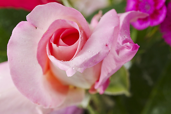 포토 JPG 해외이미지 식물 디자인 기념일 꽃잎 꽃 분홍색 백그라운드 컨셉 꽃무늬 자연 벽지 추상 휴가 발렌타인데이 선물 사랑 미술 사람없음 빨간색 물 장미 정원 어둠 젖음 하트 신선 오픈 화려 센터 닫기 심볼 질감 향기 아로마 열정 부드러움 접기 스타일 해외202004 해외포토 자연요소 모양 감정 컬러 무늬 모션 데이이벤트 문화예술 이벤트 감각 생태계 냄새 파일형식 이미지허브