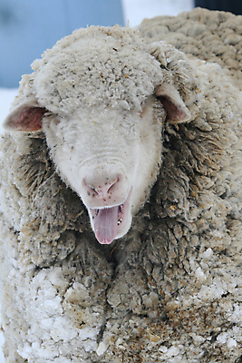 포토 JPG 해외이미지 동물 농업 포유류 육류 사람없음 농장 가축 흰색 시골 양 섬유 양고기 양모 램 밭일 해외202004 해외포토 산업 컬러 식재료 직물 파일형식 이미지허브
