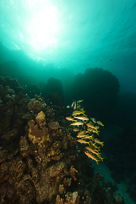 포토 JPG 해외이미지 식물 동물 모래 바다 백그라운드 자연 표면 어류 풍경 사람없음 물 파란색 컬러풀 햇빛 태양 바닷속 수중 광선 산호 아래 장면 암초 깊이 소금물 이국적 침몰 파라다이스 해외202004 해외포토 자연요소 컬러 수중동물 자포동물 방향 생태계 위치 파일형식 이미지허브