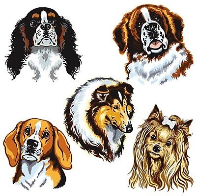 EPS 해외이미지 동물 일러스트 포유류 반려동물 세트 머리 스패니얼 양치기 개 작음 큼 테리어 수집 사냥개 비글 송곳니 기르기 동반자 해외202004 해외일러스트 직업 신체부위 치아 크기 돌봄 파일형식 벡터 이미지허브