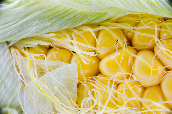 포토 JPG 해외이미지 식물 음식 백그라운드 밭 농업 다이어트 채소 자연 건강 옥수수 씨앗 사람없음 초록색 여름 농장 노란색 활발 에너지 수확 껍질 신선 황금 달콤 낟알 시리얼 유기농 알맹이 날것 내추럴 농약 숙성 유전 유전자변형 화학약품 해외202004 해외포토 웰빙 계절 산업 컬러 컨셉 곡류 화학 맛 생태계 물질 파일형식 이미지허브