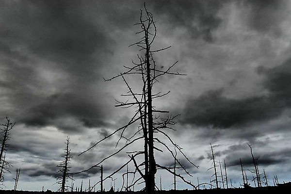 포토 JPG 해외이미지 나무 모래 여행 자연 날씨 풍경 사람없음 환경 숲 폭발 생태계 러시아 지역 분화구 내추럴 삼림지대 생태학 재 재앙 절정 해외202004 해외포토 식물 교육 유럽 화산 파일형식 이미지허브