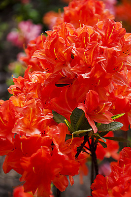 포토 JPG 해외이미지 나무 식물 1 디자인 꽃잎 꽃 음료 줄기 백그라운드 꽃무늬 자연 건강 동양인 사람없음 빨간색 초록색 정원 성장 벚꽃 개화 닫기 소프트포커스 큼 허브 싱글 보케 강렬 꽃수술 돌봄 블러 아욱 엘리먼트 이국적 히비스커스 해외202004 해외포토 컬러 무늬 모션 촬영기법 인종 크기 생태계 파일형식 이미지허브