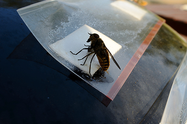 포토 JPG 해외이미지 동물 종이 곤충 자연 사슴 사람없음 노란색 닫기 개 해충 지저분함 큼 황소 생물학 장면 토막 흡혈귀 나쁜 강렬 몬스터 어려움 접착제 침범 디테일 해외202004 해외포토 교육 컬러 포유류 모션 풀_접착제 감각 소 벌레 크기 생태계 파일형식 이미지허브