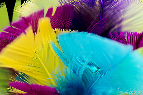 포토 JPG 해외이미지 동물 디자인 백그라운드 패턴 날개 자연 조류 추상 사람없음 장식 빨간색 파란색 반려동물 컬러풀 노란색 닫기 깃털 묘사 질감 앵무새 내추럴 이국적 해외202004 해외포토 컬러 무늬 모션 생태계 파일형식 이미지허브