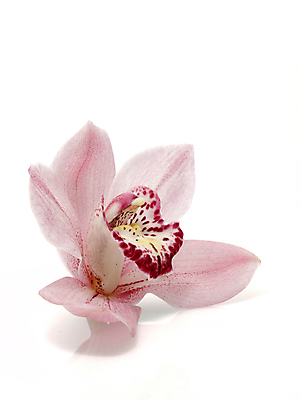 포토 JPG 해외이미지 식물 꽃잎 꽃 화초 줄기 꽃다발 백그라운드 꽃무늬 자연 동양인 사람없음 파란색 컬러풀 벚꽃 나뭇가지 개화 난초 열정 나방 내추럴 강렬 고립 단아함 이국적 해외202004 해외포토 나무 감정 컬러 곤충 무늬 인종 생태계 파일형식 이미지허브