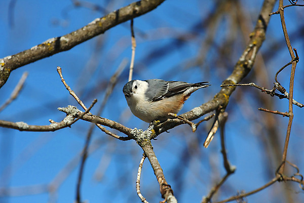 포토 JPG 해외이미지 나무 동물 공원 야생동물 캐나다 날개 자연 조류 씨앗 앉기 사람없음 야외 옆모습 검은색 회색 흰색 나뭇가지 관찰 닫기 잡지 숲 작음 깃털 묘사 부리 나무껍질 동물상 앨버타 해외202004 해외포토 식물 공공시설 뷰포인트 컬러 북아메리카 모션 간행물 조형물 껍질 크기 생태계 파일형식 이미지허브