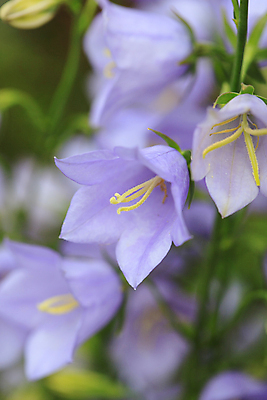 포토 JPG 해외이미지 식물 계절 꽃잎 꽃 꽃다발 백그라운드 컨셉 잎 꽃무늬 자연 사람없음 초록색 파란색 빛 정원 보라색 성장 벚꽃 종 개화 소프트포커스 다발 제비꽃 원예 보케 라일락 블루벨 영원 해외202004 해외포토 컬러 무늬 촬영기법 취미 생태계 파일형식 이미지허브