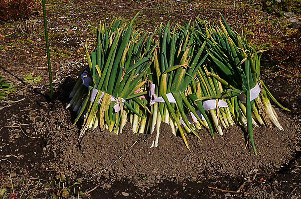 포토 JPG 해외이미지 지구 채소 재료 양파 건강 사람없음 야외 초록색 농작물 정원 일본 흙 수확 성장 신선 그룹 자르기 준비 유기농 날것 뿌리 섞기 심기 해외202004 해외포토 웰빙 아시아 컬러 농업 모션 파일형식 이미지허브