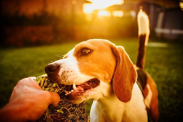 포토 JPG 해외이미지 동물 공원 행복 장난 포유류 놀이 잔디 사람없음 야외 초록색 반려동물 장난감 정원 입 당기기 개 치아 충돌 사냥개 비글 송곳니 고집 기르기 유래 해외202004 해외포토 식물 공공시설 감정 컬러 모션 신체부위 소화기관 돌봄 파일형식 이미지허브
