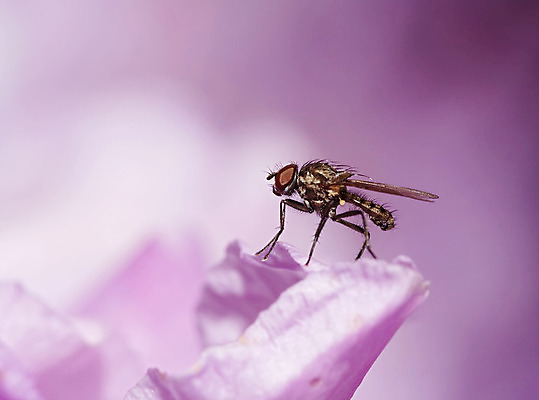 포토 JPG 해외이미지 동물 꽃 곤충 사람없음 벌레 작음 자주색 제비꽃 묘사 해외202004 해외포토 식물 컬러 크기 파일형식 이미지허브