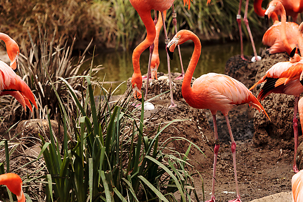 포토 JPG 해외이미지 야생동물 조류 사람없음 계란 플라밍고 해외202004 해외포토 동물 알 파일형식 이미지허브