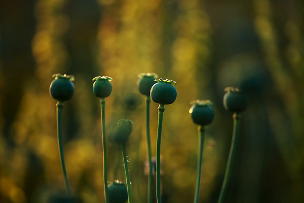 포토 JPG 해외이미지 꽃 꽃무늬 사람없음 여름 벚꽃 가을 정상 화단 양귀비 해외202004 해외포토 식물 계절 무늬 파일형식 이미지허브