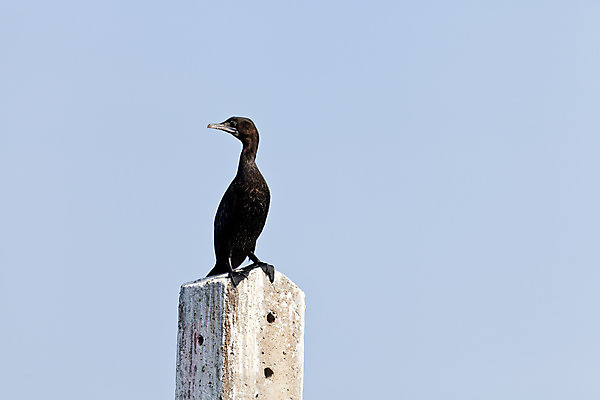 포토 JPG 해외이미지 동물 바다 백그라운드 날개 태국 조류 하늘 사람없음 물 파란색 검은색 자유 기둥 만 우아함 닫기 고독 보호 싱글 생태계 생물학 부리 서식지 말뚝 계산서 니제르 단아함 무료 생태학 혼자 해외202004 해외포토 자연요소 교육 건축 감정 아시아 컬러 컨셉 모션 파일형식 이미지허브