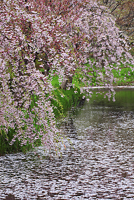 포토 JPG 해외이미지 나무 공원 꽃 아시아 분홍색 사람없음 야외 정원 일본 맑음 봄 벚꽃 체리 가득함 내추럴 해외202004 해외포토 식물 계절 공공시설 나라 컬러 과일 날씨 파일형식 이미지허브
