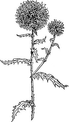 EPS 해외이미지 식물 꽃 선 일러스트 미술 지구본 검은색 수확 흰색 치아 그림 판화 엉겅퀴 남쪽 해외202004 해외일러스트 컬러 농업 문화예술 소화기관 방향 파일형식 벡터 이미지허브