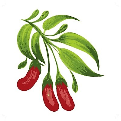 EPS 해외이미지 식물 손 디자인 열매 음식 백그라운드 잎 패턴 과일 일러스트 자연 수채화 건강 미술 여러명 장식 빨간색 초록색 여름 일본 중국 페인트 수확 흰색 나뭇가지 차 만화 질감 복고 부족 내추럴 고립 구성 우크라이나 히말라야 해외202004 해외일러스트 나무 계절 유럽 아시아 음료 컬러 다수 컨셉 무늬 농업 문화예술 사람 신체부위 생태계 파일형식 벡터 산맥 이미지허브