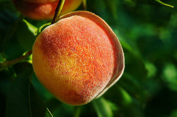 포토 JPG 해외이미지 주간 근접촬영 사람없음 야외 아웃포커스 나뭇가지 달콤 복숭아 복사나무 해외202004 해외포토 자연요소 나무 뷰포인트 과일 촬영기법 맛 파일형식 이미지허브