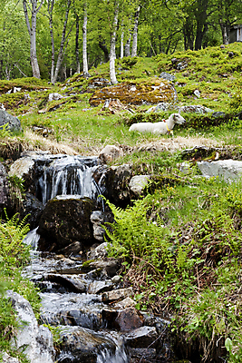 포토 JPG 해외이미지 동물 밭 농업 포유류 자연 초식동물 산 풍경 사람없음 야외 초록색 물 여름 강 농장 농경지 가축 흰색 시골 양 개울 황무지 숲 방목 언덕 생태계 양고기 내추럴 양모 동물상 무료 밭일 찰과상 목가 해외202004 해외포토 자연요소 계절 산업 컬러 육류 조형물 직물 축산업 상처 파일형식 이미지허브