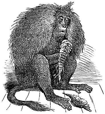 EPS 해외이미지 동물 척추동물 디자인 야생동물 채소 일러스트 포유류 아프리카 산 미술 검은색 당근 수확 골동품 흰색 원숭이 스케치 먹기 그림 생물학 판화 내추럴 산악지대 동물상 옛날 초식 해외202004 해외일러스트 교육 나라 컬러 농업 모션 문화예술 뿌리채소 조형물 파일형식 벡터 이미지허브