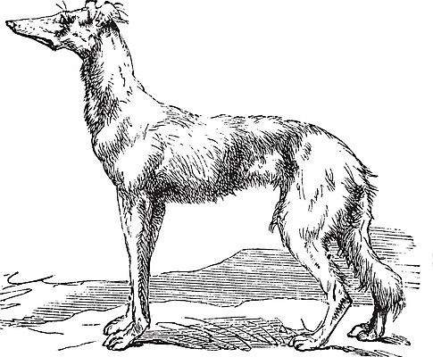 EPS 해외이미지 동물 척추동물 일러스트 포유류 이집트 미술 검은색 성경 중국 회색 수확 골동품 흰색 무덤 개 인쇄 이슬람교 그림 시력 사냥 사냥개 판화 송곳니 기르기 동반자 옛날 제국 해외202004 해외일러스트 아시아 종교 컬러 농업 종교용품 아프리카 문화예술 치아 돌봄 파일형식 벡터 이미지허브