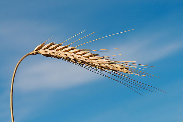 포토 JPG 해외이미지 식물 음식 줄기 패턴 밭 농업 자연 하늘 씨앗 사람없음 야외 파란색 빛 농작물 농장 노란색 맑음 성장 시골 황금 낟알 시리얼 밀 보리 원뿔 밀짚 숙성 호밀 세련 해외202004 해외포토 도형 산업 컬러 무늬 날씨 곡류 짚 생태계 파일형식 이미지허브