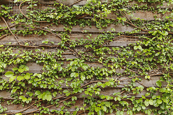 포토 JPG 해외이미지 나무 식물 외관 꽃 벽 백그라운드 잎 패턴 건축양식 자연 출입구 주택 사람없음 야외 건물 목재 장식 초록색 여름 문 정원 수확 골동품 성장 덮개 시골 덩굴 숲 질감 복고 포도나무 아이비 내추럴 옛날 해외202004 해외포토 건축물 계절 건축 컬러 무늬 농업 재료 뚜껑 과일나무 생태계 파일형식 이미지허브