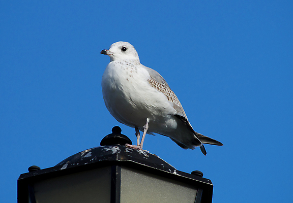 포토 JPG 해외이미지 실루엣 백그라운드 2 가로등 전구 건축양식 유리 갈매기 조류 하늘 조명 거리 사람없음 야외 파란색 빛 컬러풀 금속 어둠 힘 장비 에너지 등불 램프 도시 오브젝트 각도 봉 빛망울 철강 해외202004 해외포토 동물 공공시설 건축 컬러 재질 촬영기법 파일형식 이미지허브