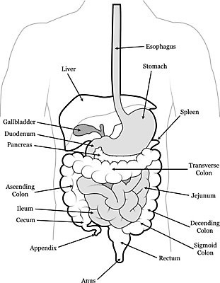 EPS 해외이미지 템플릿 교육 십자가 일러스트 해부 학교 흑백 건강 병원 사람 스터디 약 라벨 간호사 의사 구멍 오르간 심볼 그림 간 시스템 몸통 외과 방광 췌장 지라 해외202004 해외일러스트 의학 프레임 촬영기법 신체부위 학습 의료진 장기_의학 건반악기 비뇨기관 파일형식 벡터 이미지허브