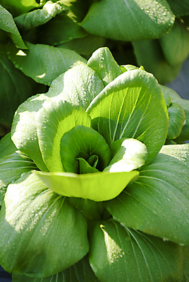포토 JPG 해외이미지 식물 아시아 길 음식 백그라운드 잎 농업 채소 재료 태국 자연 건강 동양인 사람없음 가로 초록색 여름 농장 정원 활발 수확 성장 가을 흰색 신선 자르기 먹기 가득함 오브젝트 싱글 유기농 양배추 날것 슛 고립 채식주의자 해로움 세련 해외202004 해외포토 웰빙 계절 나라 산업 컬러 컨셉 모션 인종 생태계 채식 파일형식 이미지허브