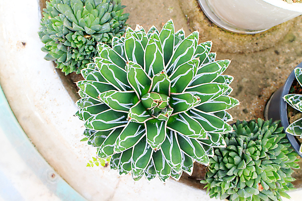 포토 JPG 해외이미지 식물 공원 꽃잎 꽃 잎 자연 선인장 건조 기술 사람없음 야외 가로 초록색 정원 사막 벚꽃 뜨거움 원형 선택 원예 해외202004 해외포토 도형 공공시설 컬러 컨셉 취미 생태계 파일형식 이미지허브