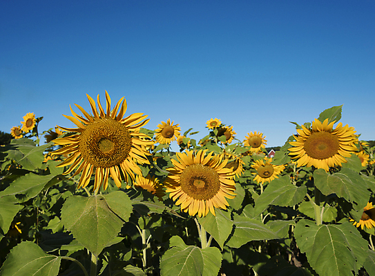 포토 JPG 해외이미지 식물 꽃잎 꽃 백그라운드 잎 꽃무늬 밭 농업 오렌지 자연 하늘 해바라기 씨앗 사람없음 야외 초록색 파란색 농작물 컬러풀 태양 노란색 정원 맑음 활발 벚꽃 시골 원형 개화 유기농 내추럴 밭일 해외202004 해외포토 자연요소 도형 웰빙 산업 컬러 컨셉 무늬 과일 날씨 생태계 파일형식 이미지허브
