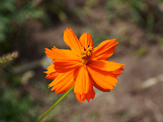 포토 JPG 해외이미지 꽃 따뜻함 사람없음 컬러풀 개화 묘사 해외202004 해외포토 식물 컬러 파일형식 이미지허브