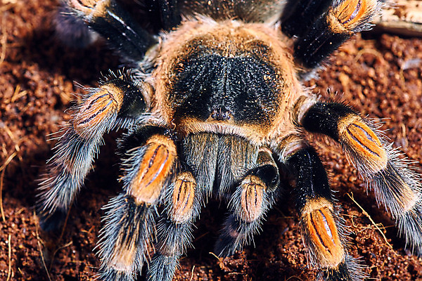 포토 JPG 해외이미지 동물 야생동물 백그라운드 자연 휴식 사람없음 야외 빨간색 반려동물 컬러풀 갈색 웹 흙 숲 위험 무서움 열대우림 육식동물 무릎 거미 사냥꾼 송곳니 내추럴 동물상 살인범 혼자 오싹 해외202004 해외포토 직업 감정 컬러 곤충 컨셉 인터넷 신체부위 조형물 치아 생태계 파일형식 이미지허브