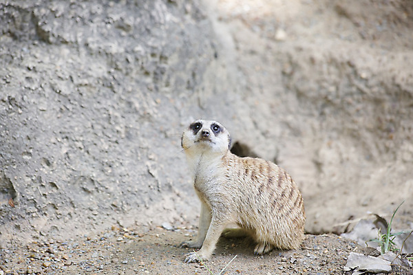 포토 JPG 해외이미지 동물 응시 공원 얼굴 야생동물 모래 과학 포즈 포유류 가족 아프리카 자연 생물 경비 성인 사람없음 야외 갈색 환경 사막 다양 황무지 보호 작음 모피 사파리 검색 생물학 육식동물 경보 나미비아 미어캣 보츠와나 사바나 생태학 소셜 앙골라 혼자 해외202004 해외포토 시선 공공시설 교육 나라 컬러 다수 컨셉 관계 안전 사람 신체부위 크기 생태계 남아프리카 파일형식 이미지허브