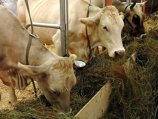 포토 JPG 해외이미지 동물 농업 포유류 자연 종류 사람없음 농장 머리 우유 시골 소 볏짚 전시회 동물상 해외202004 해외포토 산업 유제품 신체부위 조형물 전시 짚 생태계 파일형식 이미지허브