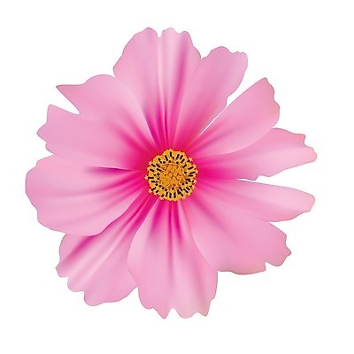 EPS 해외이미지 꽃잎 꽃 분홍색 결혼 백그라운드 꽃무늬 일러스트 자연 장식 여름 머리 정원 보라색 벚꽃 자주색 코스모스 데이지 부드러움 망사 고립 해외202004 해외일러스트 식물 계절 컬러 무늬 이벤트 신체부위 직물 감각 생태계 파일형식 벡터 이미지허브