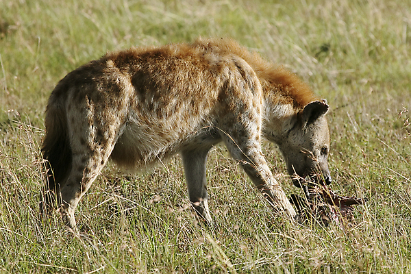 포토 JPG 해외이미지 동물 야생동물 밭 아프리카 자연 휴가 따뜻함 국립공원 사람없음 뜨거움 사파리 육식동물 케냐 세렝게티 탄자니아 해외202004 해외포토 공원 나라 농업 생태계 파일형식 이미지허브