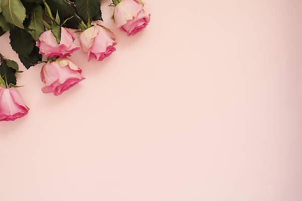 포토 JPG 해외이미지 식물 디자인 기념일 꽃잎 꽃 분홍색 꽃다발 결혼 백그라운드 꽃무늬 자연 벽지 결혼식 추상 프레임 발렌타인데이 선물 사랑 사람없음 장식 빛 장미 우주 봄 공백 수확 벚꽃 흰색 시골 신선 신용카드 고급 우아함 자주색 다발 해외202004 해외포토 계절 감정 컬러 컨셉 무늬 농업 데이이벤트 이벤트 금융 생태계 파일형식 이미지허브