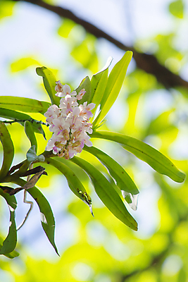 포토 JPG 해외이미지 식물 꽃잎 꽃 분홍색 잎 꽃무늬 자연 사람없음 초록색 여름 컬러풀 봄 벚꽃 내추럴 해외202004 해외포토 계절 컬러 무늬 생태계 파일형식 이미지허브
