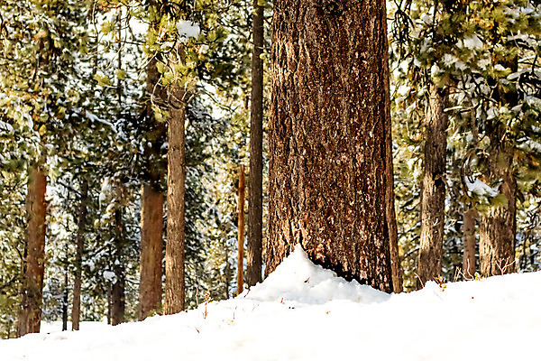 포토 JPG 해외이미지 식물 계절 호수 겨울 자연 휴가 산 건조 풍경 사람없음 야외 글로벌 환경 사막 추위 소나무 변화 숲 캘리포니아 나무껍질 무거움 남쪽 로스앤젤레스 해외202004 해외포토 나무 컨셉 미국 껍질 무게 방향 생태계 파일형식 이미지허브
